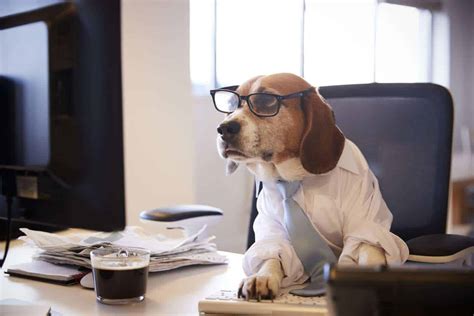 How to Keep Your Dog Safe and Entertained While You're at Work: Tips and Tricks